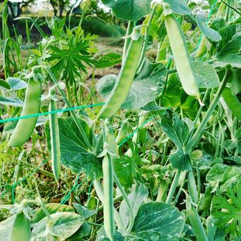 春野菜セット ８００ 野菜/野菜セット・詰め合わせ通販