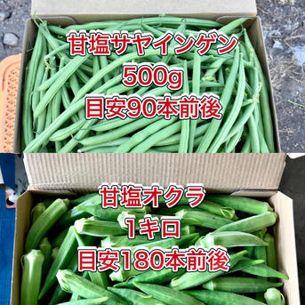 【鹿児島産】甘塩オクラ1キロ・甘塩サヤインゲン500g^_^ 箱込み1.6キロ前後 野菜/野菜セット・詰め合わせ通販