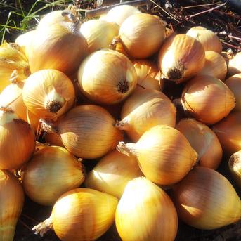 やさしい風の肥料・農薬不使用 自然栽培玉ねぎ 5kg 野菜/玉ねぎ通販