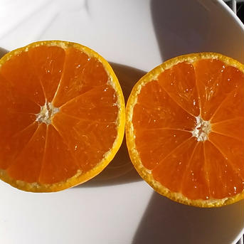【濃厚味のゆらみかんの季節】ML混在サイズ4Kg(常温便)和歌山下津産「本州料金離島別途」 4K 果物/オレンジ・その他みかん通販