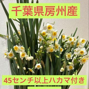 千葉県房総半島産！日本水仙 ｜ 花・植物/花・植物 産直アウル 農家