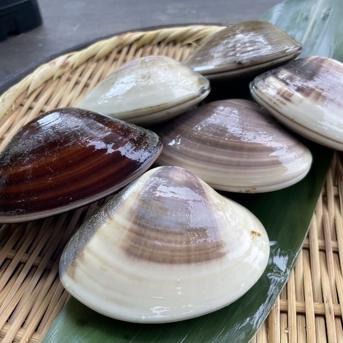 九十九里産　活中はまぐり　8キロ 天然はまぐり 中サイズ 8キロ ｜ 魚介類/蛤 産直アウル 農家・漁師