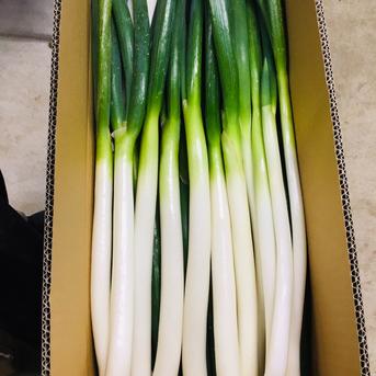 深谷ネギ規格外(剥き）サイズ色々で特価！！ 5ｋｇ 野菜/ねぎ通販