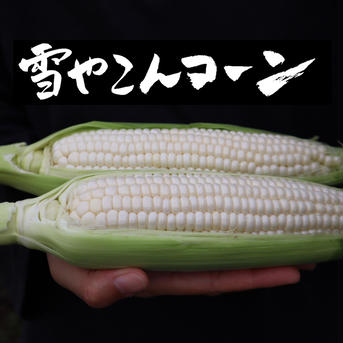 【10本入】糖度20度超え!白いとうもろこし「雪やこんコーン」 Lサイズ10本入り 野菜/とうもろこし通販