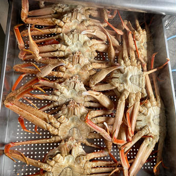 北海道えりも産訳あり蒸しオオズワイカニ20杯 20杯 魚介類/カニ通販