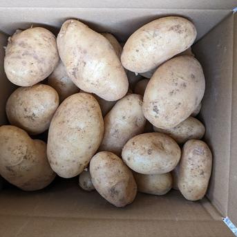 沖永良部島産新じゃがいも3キロ ｜ 野菜/じゃがいも 産直アウル 農家