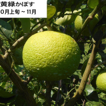 【標準】大分県宇佐市産かぼす10kg（約90～110個）【送料込】 種ありかぼす10kg 果物/香酸柑橘(ライム・レモン等)通販