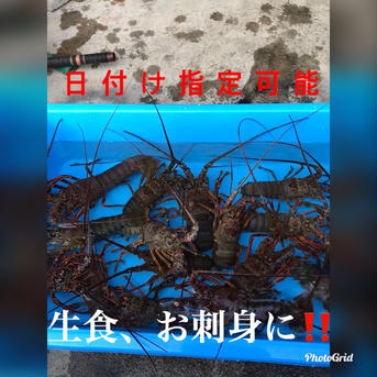 訳あり 　活伊勢海老　650〜700g×6匹 650〜700g×6匹 魚介類/エビ通販