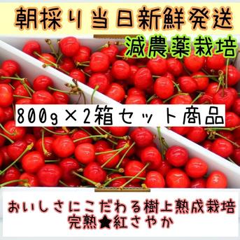 ★朝採り当日発送★美味しさにこだわる樹上熟成栽培★紅さやか 紅さやか800g×2箱おまとめ 果物/さくらんぼ通販