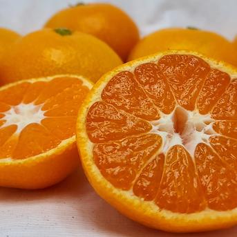 箱込約5㌔　毎年1,000箱以上売れるゲリラセールミカン 箱込約5㌔　ゲリラみかん 果物/温州みかん通販