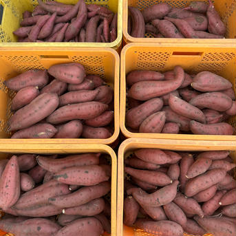 無農薬さつまいも（紅あずま）3kg 3kg 野菜/さつまいも通販
