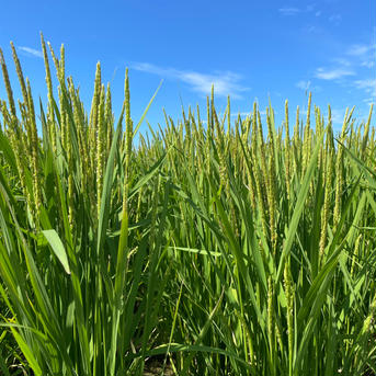 キヌヒカリ玄米10kg🌾橙心🌾令和7年度産新す米🌾淡路島からの新米キヌヒカリ〜玄米 キヌヒカリ玄米10kg 米・穀物/玄米通販
