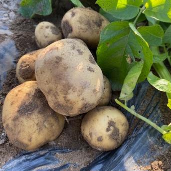【ホックホク！新じゃがいも男爵いも】 2kg 野菜/じゃがいも通販