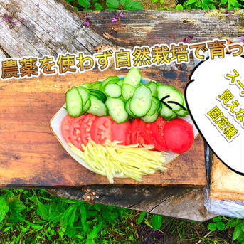 カリッ『やみつききゅうり』2 kg！いっぱい！【夏限定販売】農薬不使用！！無肥料！ 2kg 野菜/きゅうり通販