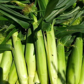 標高1200m信州蓼科高原産 ヤングコーンひげ付き1.8kg 1.8kg 野菜/とうもろこし通販