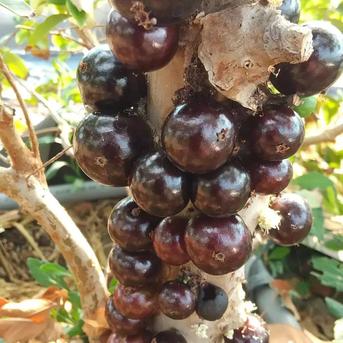 希少果実濃厚な甘み【ジャボチカバ】生でお届けします！ | 果物/その他