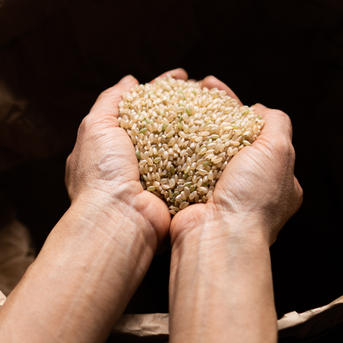 天日干し】無農薬・無化学肥料で育てたコシヒカリ玄米（2kg） | 米