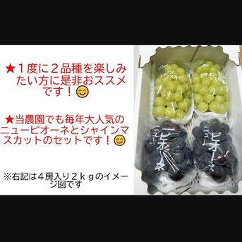 シャインマスカット 種無しピオーネ 詰め合わせ5kg 【本店】【メーカー