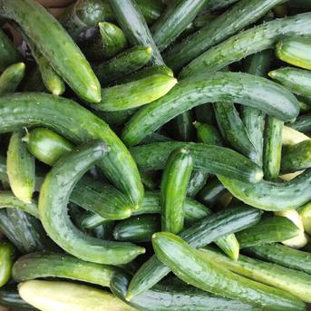 なべくら高原のキュウリ詰め合わせセット60s 1.8kg 野菜/きゅうり通販