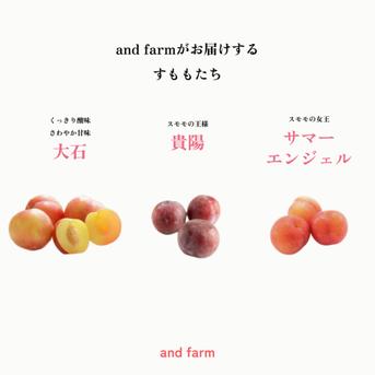 【すもも・太陽】貴陽の生みの親！酸味と甘味の絶妙なバランス 約10玉 すもも太陽1.5kg 果物/すもも・プラム通販