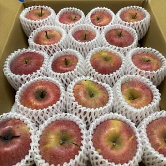 まるちゃん農園🌾農家1年目21歳が作る長野市産！訳ありりんご🍎 | 果物