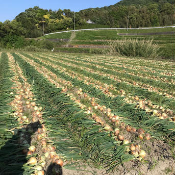 お得なワケあり‼︎淡路島産　熟成玉ねぎ　10キロ　《品種：ターザン》 １０キロ 野菜/玉ねぎ通販
