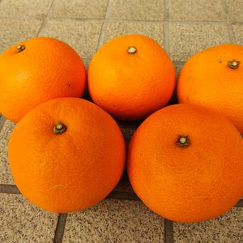 広島産八朔 (はっさく)自慢の果実（SMサイズ混合）家庭用5k箱込