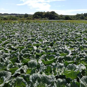 群馬県嬬恋産　キャベツ2玉　※2025/7/19～21発送 2玉 野菜/キャベツ通販