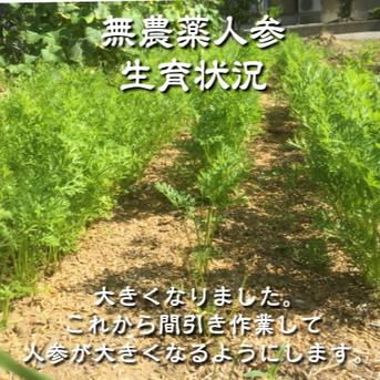 無農薬 訳あり ミニ人参【葉っぱ付き】 1kg 石川県産 1kg 野菜/人参通販