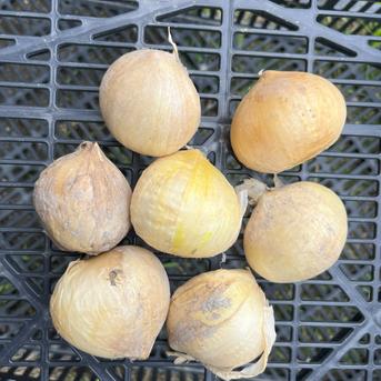 ジャンボにんにく　小さめ 当園のジャンボの中で「小さめ」商品 野菜/にんにく通販