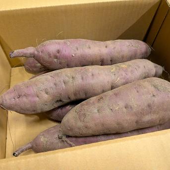 北海道産 さつまいも「紅はるか」大きめサイズ 8kg | 野菜
