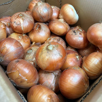 自然栽培　特大玉ねぎ4.5ｋｇ 玉ねぎ4.5ｋｇ 野菜/玉ねぎ通販