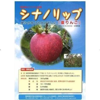 信州小布施 新品種の夏りんご「シナノリップ」 家庭用3キロ　8/7から発送 玉数は、３キロで9~11個です。 （サイズが大小のため、数は前後します。） 果物/りんご通販