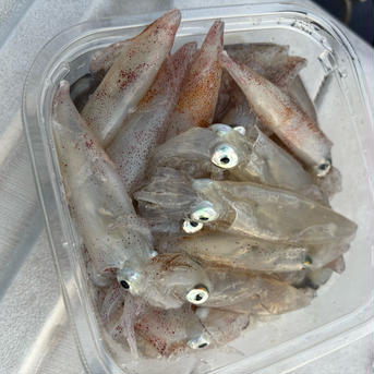 ヒイカ小、2個セット 2個セット 魚介類/イカ通販