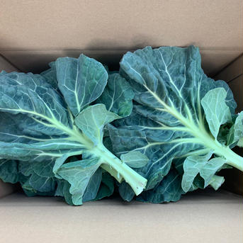 淡路島からのケール5kg 栄養満点 ケール5kg 野菜/葉物通販