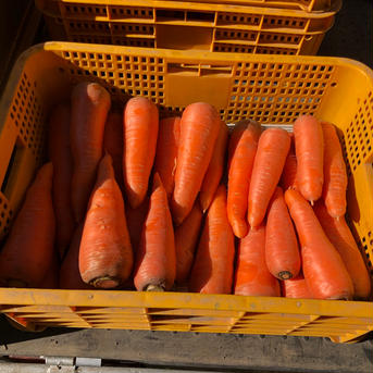 【農薬化学肥料不使用】有機人参10kg 有機人参10kg 野菜/人参通販