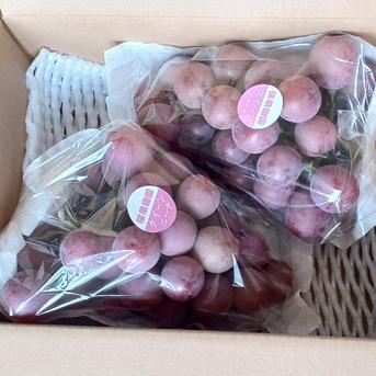 種なし クイーンニーナ 計1kg(2〜3房) ｜ 果物/ぶどう 産直アウル 農家