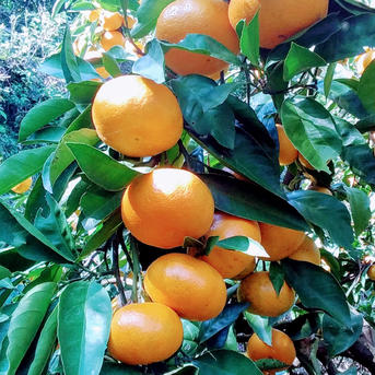 訳あり【田口みかん】ML混在サイズ2Kg和歌山下津産(常温便) | 果物