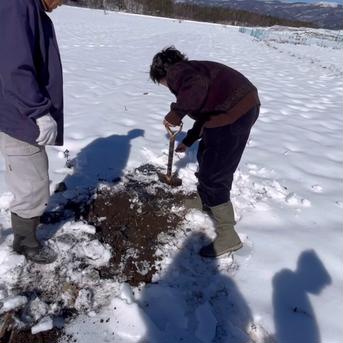 【アウルの日】　辛い！！　【雪下】　山わさび　ワサビ　ホースラディッシュ　薬味　長野県産　氷点下　1kg 1kg 野菜/その他野菜通販