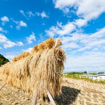 🎊【3周年記念】🎊おまけ付き🎉令和4年新潟県五泉市四ヶ村産1等米特別栽培米コシヒカリ5kg白米 5kg白米　　　　　　　　　　　　　　　　　　　　　　　　　　包装材質量含む　 米・穀物/米/精米通販