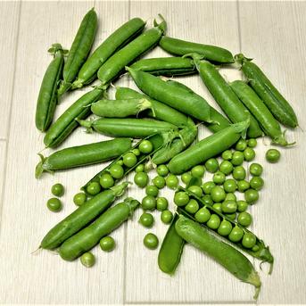 グリンピースページ おすすめ商品】2026年生産 ぶち甘グリンピース 農薬不使用（無農薬