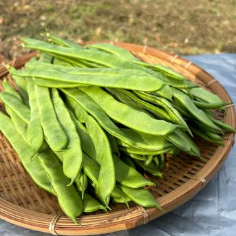 ジャンボインゲン スジ無し 調理簡単 お試しサイズ宮崎県産 ｜ 野菜