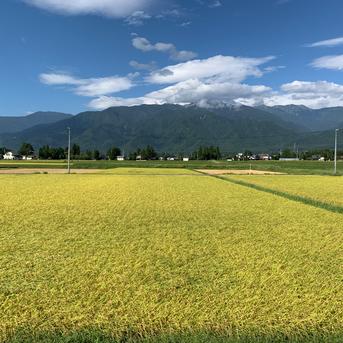 令和7年産【コシヒカリ白米2kg】ウチゴハンを笑顔にする 北アルプスの
