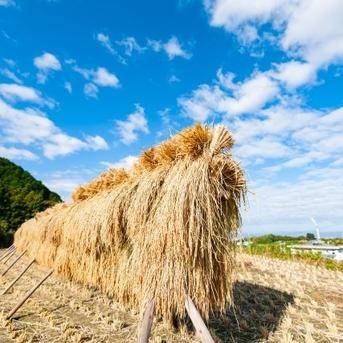 ✨味に自信あり❇️🎯送料500円シェア🎯🌾令和4年産お米ソムリエ監修🎀新潟県五泉市四ヶ村1等コシヒカリ5kg×2 10kg精白米 コシヒカリ5kg×2 10kg白米　　　　　　　　　　　　　　　　　　　　　　　　　　包装材質量含む 米・穀物/米/精米通販