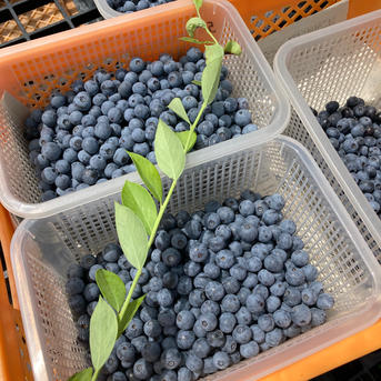 kk様　ブルーベリー2 冷凍ブルーベリー2キロ（加工用） | 果物/ベリー類 産直アウル 農家