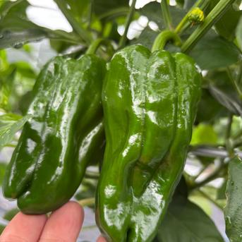 【１人１回だけの特別品】兵庫県香美町産「たじまのピーマン１ｋｇ」 【旬祭限定】 ピーマン1ｋｇ 野菜/ピーマン通販