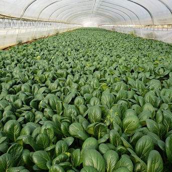 まずはお試し★【茨城県鉾田市産】小松菜1kg(200ｇ入り×5袋) 1kg 野菜/小松菜通販