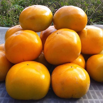 【種なし柿残り少し】ひら種柿「ML2Kg」和歌山紀の川産(常温便)北海道料金特別区別途 2Kg 果物/柿通販