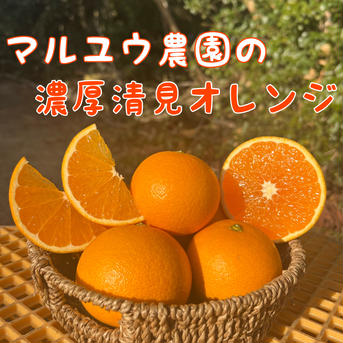 マルユウ農園の濃厚清見オレンジ　小玉　3kg 3kg 果物/オレンジ・その他みかん通販