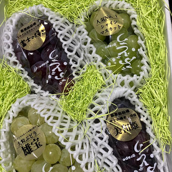 超高級4種ぶどう親子食べ比べセット！超希少新品種富士の輝、美和姫